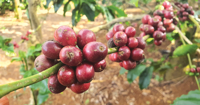 Cà phê