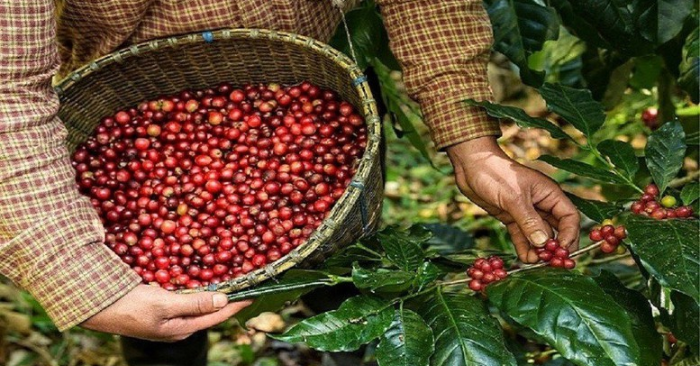 Nông sản Việt