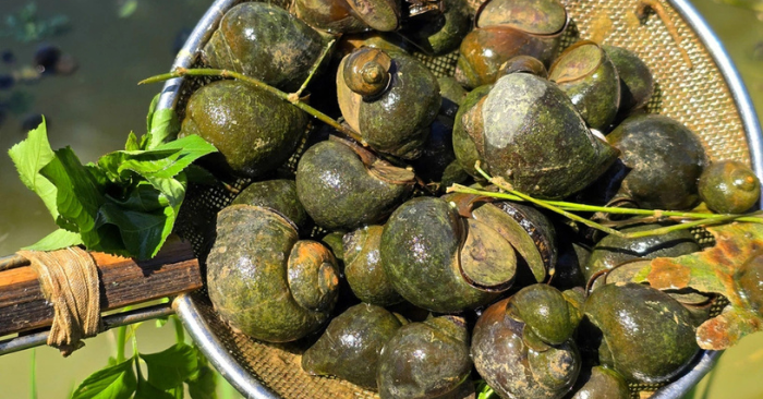 Ốc bươu đen đưa nông dân thoát nợ tiền tỷ
