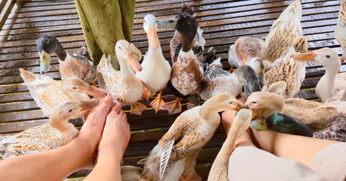 Vịt massage hút khách ở miền Tây