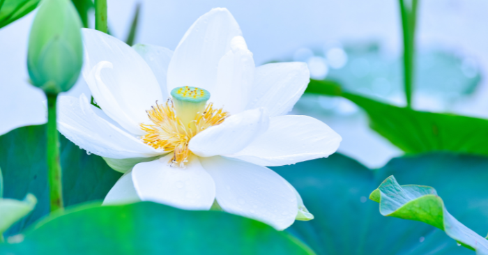 Hãy thôi phàn nàn và an yên đón nhận cuộc sống mà trời ban