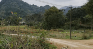Tin đồn hổ ở Phú Thọ: Kiểm lâm bác bỏ thông tin