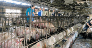Người dân giải cứu đàn lợn sau vụ cháy lớn ở Quảng Ninh