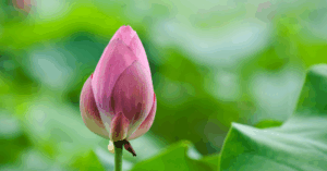 Điều hủy hoại đức hạnh của một người