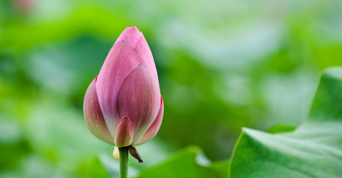 Điều hủy hoại đức hạnh của một người