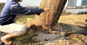 sâu lạ bám cây