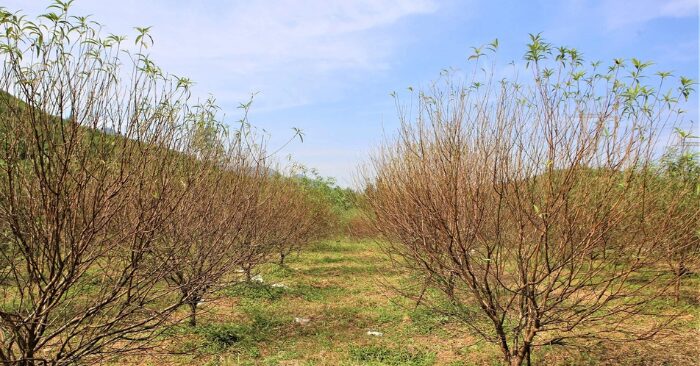 Thủ phủ đào phai lo mất Tết sau mưa bão