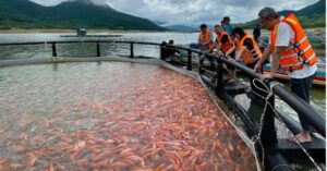 Gia Lai xuất khẩu lô cá điêu hồng đầu tiên sang Nhật