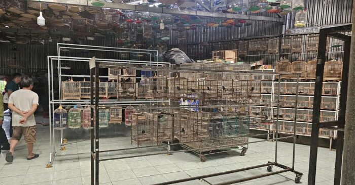 C05 cảnh báo nở rộ tình trạng chim cảnh trá hình