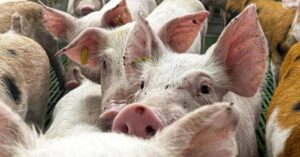 Dịch tả lợn: nghi ngờ rò rỉ virus khiến Tây Ban Nha mở điều tra