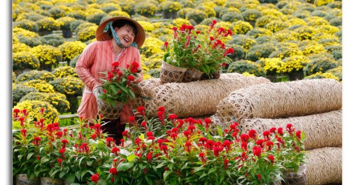 Hoa kiểng Tết Bính Ngọ 2026 được dự báo tăng giá khoảng 10%