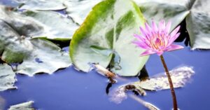 Người càng khôn ngoan thì càng giữ được sự bình tĩnh.