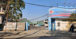 Pate Hạ Long tiêu hủy