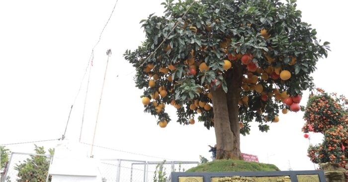 bưởi cổ thụ Hưng Yên