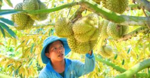 Xuất khẩu nông sản Việt Nam tìm động lực mới sau kỷ lục 70 tỷ USD