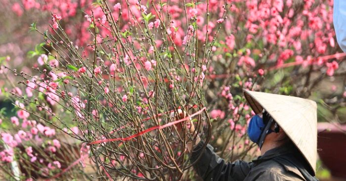 29 Tết và chuỗi tám năm liên tiếp vắng bóng ngày 30 tháng chạp