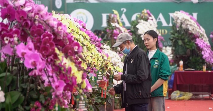 Lan hồ điệp ghép lũa