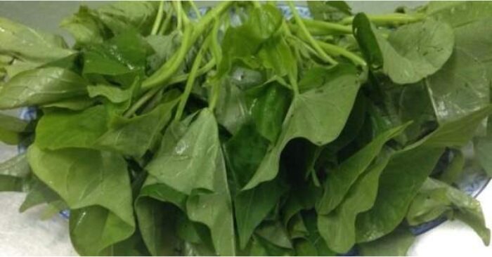 công dụng của rau khoai lang