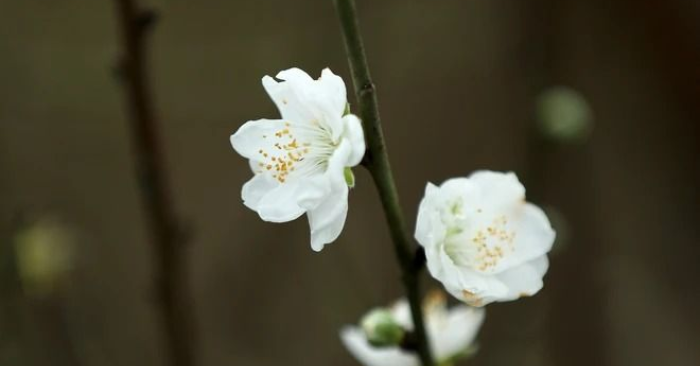Bạch đào – hương trắng gọi mùa Xuân