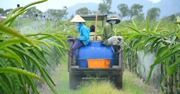 Nông sản Việt xuất khẩu EU đối mặt quy định mới về dư lượng thuốc