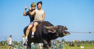 Dịch vụ cưỡi trâu