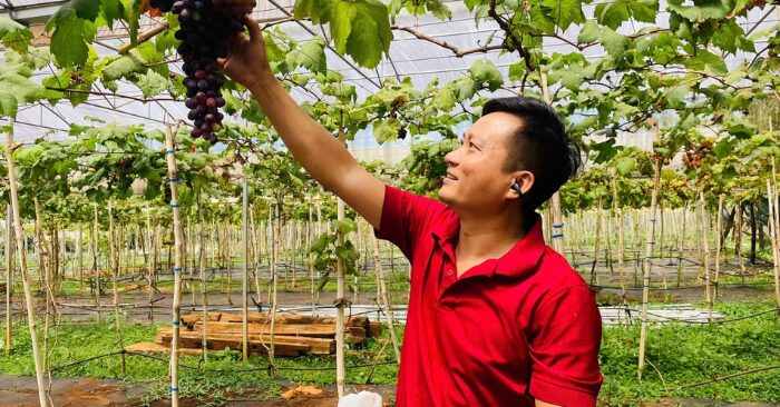 Trồng nho tại Gia Lai: Nam thạc sĩ thu tỷ đồng từ vườn cây lạ
