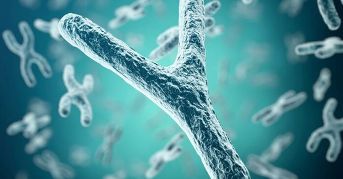 Nhiễm sắc thể Y và bí ẩn quá trình lão hóa ở nam giới