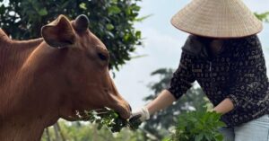 Bò mẹ quỳ xuống và hành trình thoát khỏi lò mổ tại Tuyên Quang
