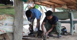 bệnh dại tại Đắk Lắk