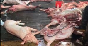 Kiểm soát giết mổ heo bệnh