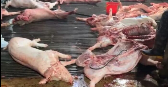 Kiểm soát giết mổ heo bệnh