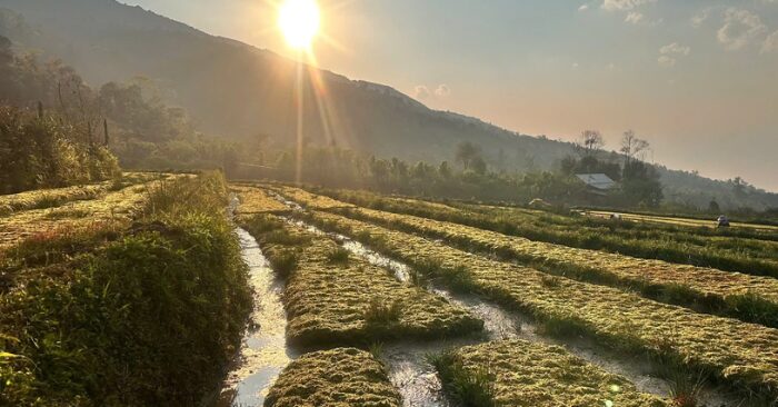 Trồng rêu đất: Hướng đi mới trên vùng cao Y Tý