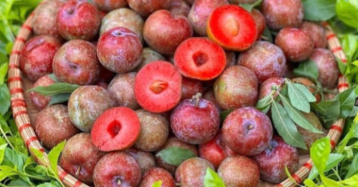 Mận hậu Sơn La giá cao kỷ lục vào đầu mùa thu hoạch