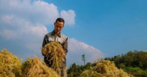 Trồng rêu đất: Hướng đi mới trên vùng cao Y Tý