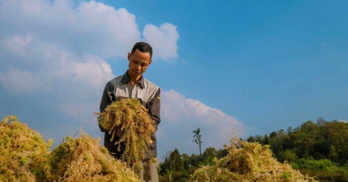 Trồng rêu đất: Hướng đi mới trên vùng cao Y Tý