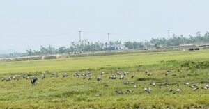 Cò nhạn Hà Tĩnh: Hàng nghìn chim quý bất ngờ xuất hiện tại Sông Trí