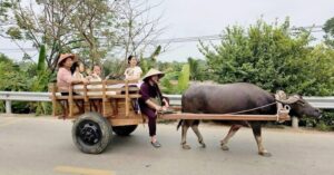 Xe trâu Đường Lâm: Trải nghiệm du lịch nông thôn mới lạ tại Hà Nội