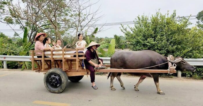 Xe trâu Đường Lâm: Trải nghiệm du lịch nông thôn mới lạ tại Hà Nội