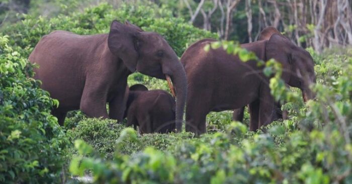 Triệu phú Mỹ tử vong tại Gabon