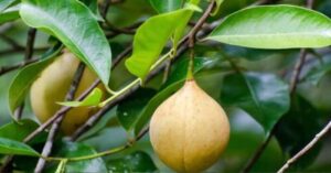Xuất khẩu hạt dẻ cười