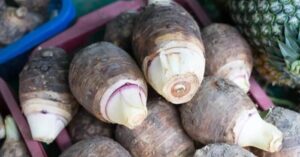 Khoai môn trường thọ Nhật Bản