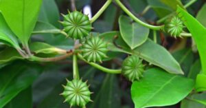 Xuất khẩu hoa hồi Việt Nam