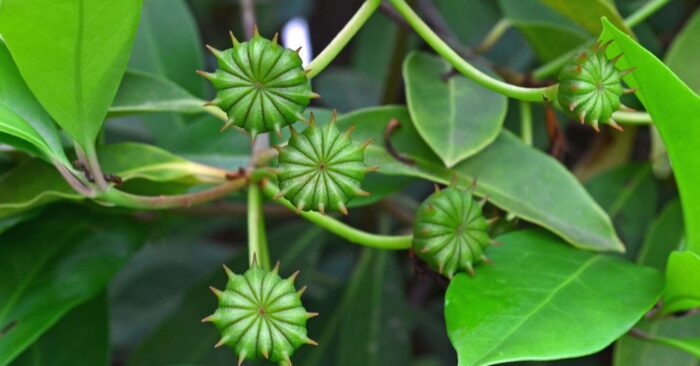 Xuất khẩu hoa hồi Việt Nam