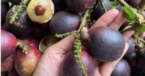 Nhãn sầu riêng triệu đồng mỗi kg gây chú ý tại tuần lễ trái cây