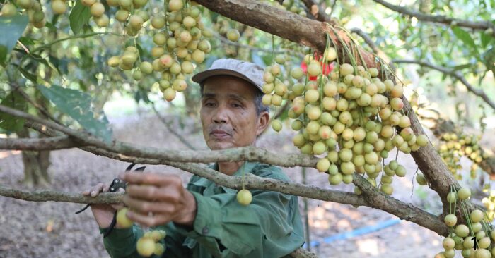 Dâu tiên