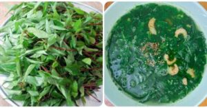 Ăn rau đay thường xuyên