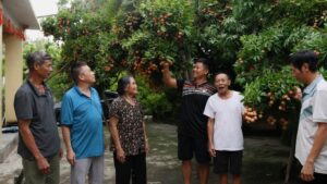 Cây vải cổ thụ 150 năm ở Hải Phòng cho sản lượng hàng trăm kg quả mỗi mùa, thu hút sự quan tâm của nhiều du khách.