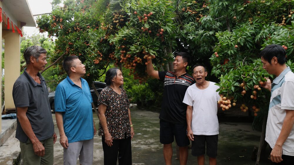 Cây vải cổ thụ 150 năm ở Hải Phòng cho sản lượng hàng trăm kg quả mỗi mùa, thu hút sự quan tâm của nhiều du khách.