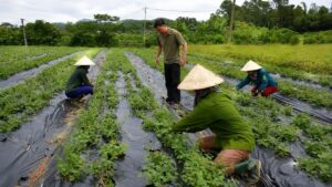 Câu nói “4 nhà” mở hướng phát triển vùng dược liệu Nghệ An, giúp liên kết sản xuất và nâng cao giá trị cây dược liệu.