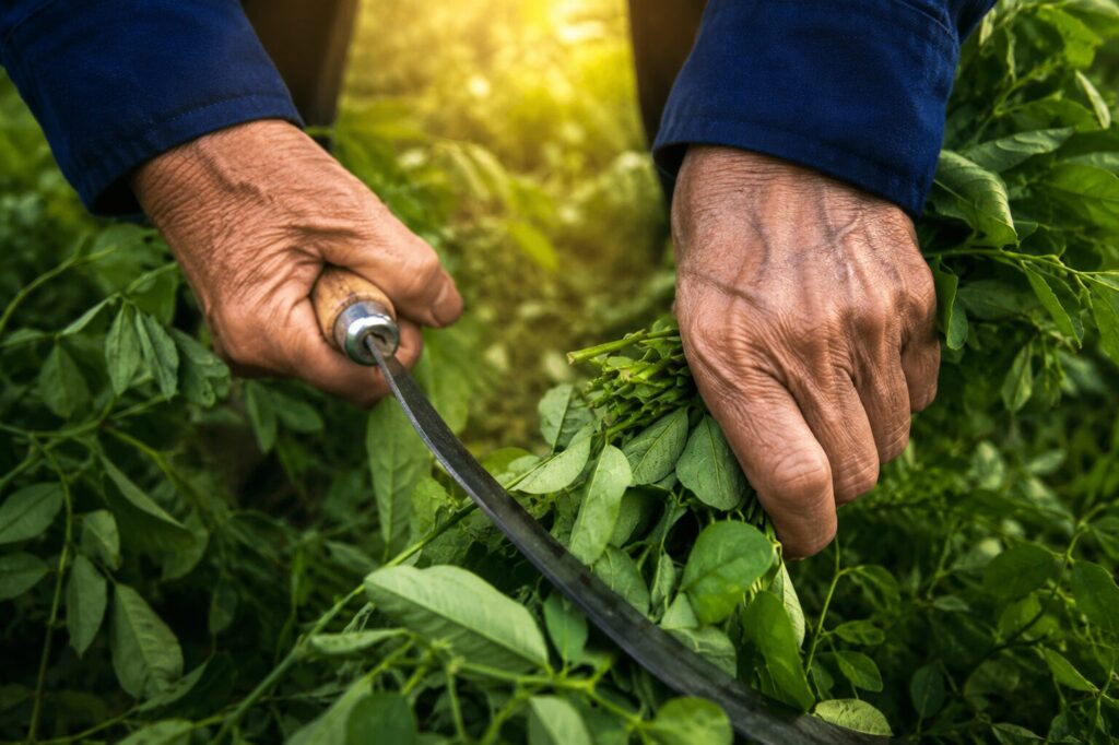 Đôi bàn tay thu hoạch rau của bà Dương Thị Bé phản ánh công việc mưu sinh hằng ngày của người phụ nữ vượt khó Hải Dương.